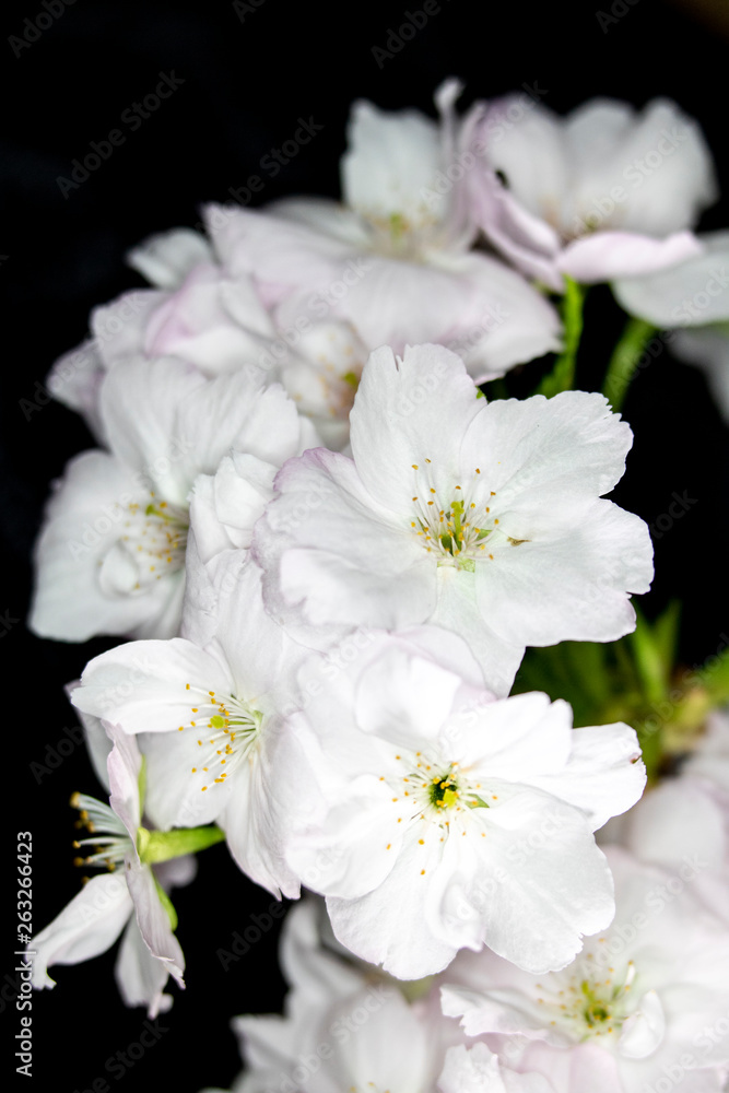 Close Up Macro Of White Tree Blossom Flowers Close Up Macro Of White Tree Blossom Flowers