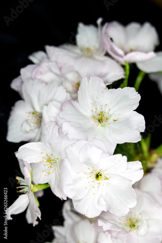 Close Up Macro Of White Tree Blossom Flowers