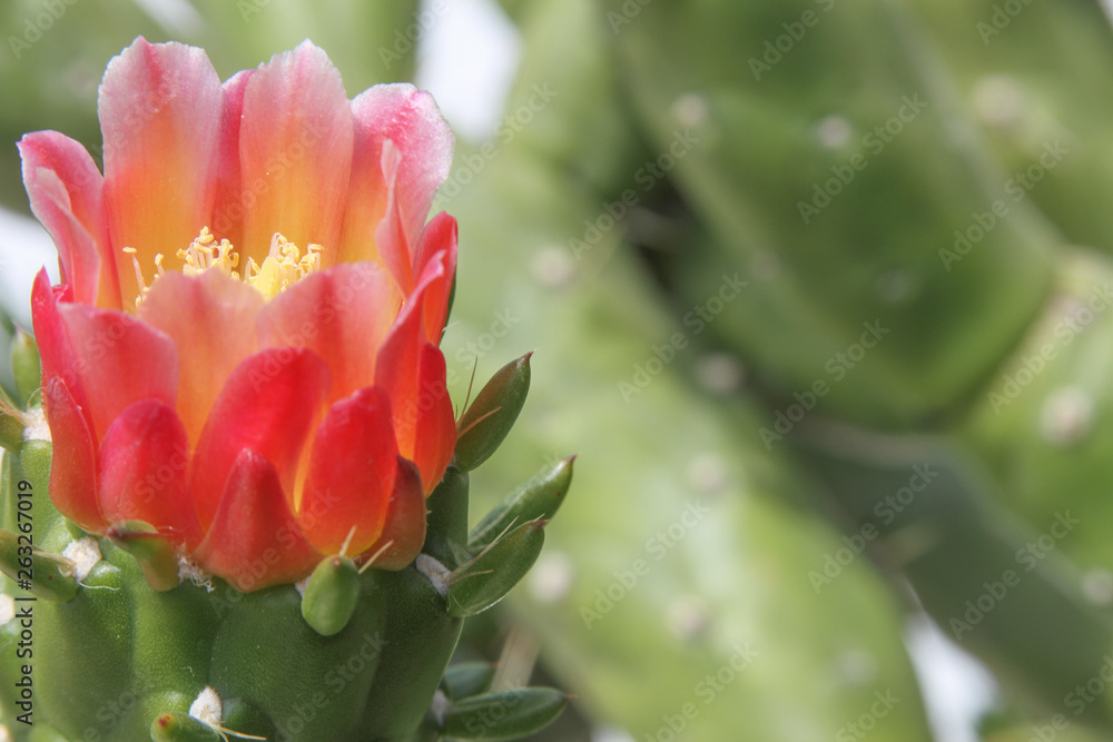 single cactus flower single cactus flower