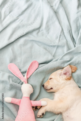 Sleeping puppy with rabbit