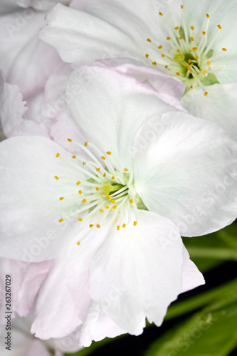 Close Up Macro Of  White Tree Blossom Flowers