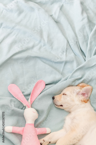  Golden retriever puppy with pink rabbit