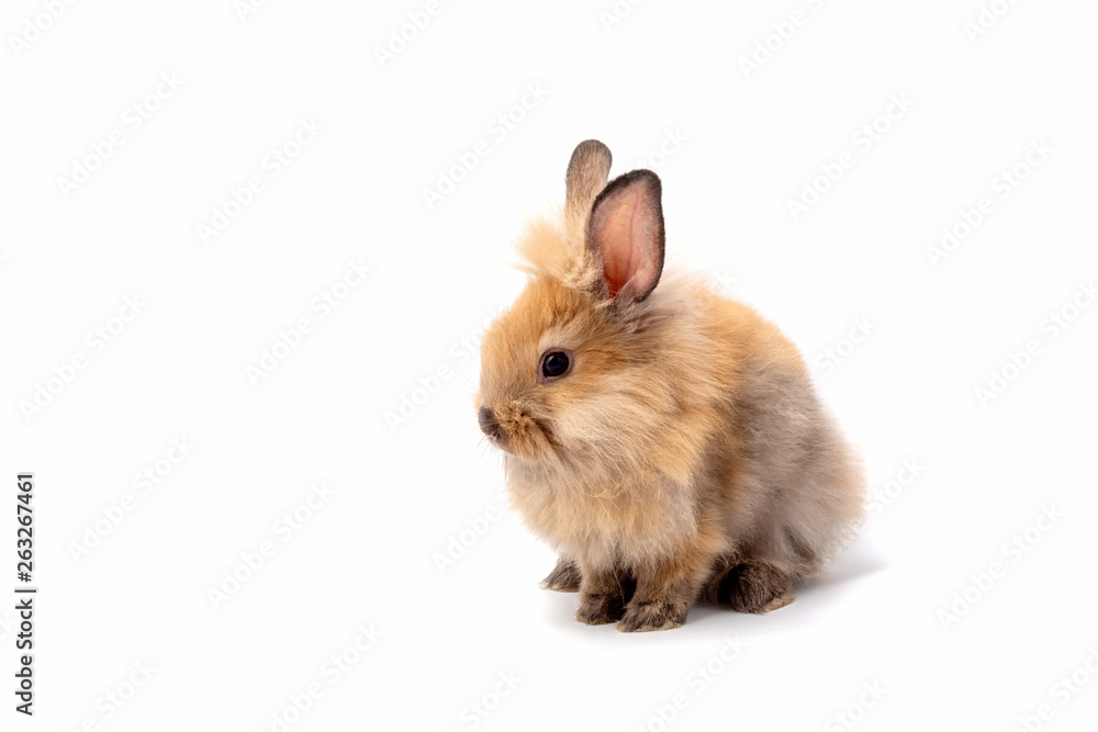 Happy Easter Day. Brown rabbit on white background. Cute Brown baby bunny on white background.