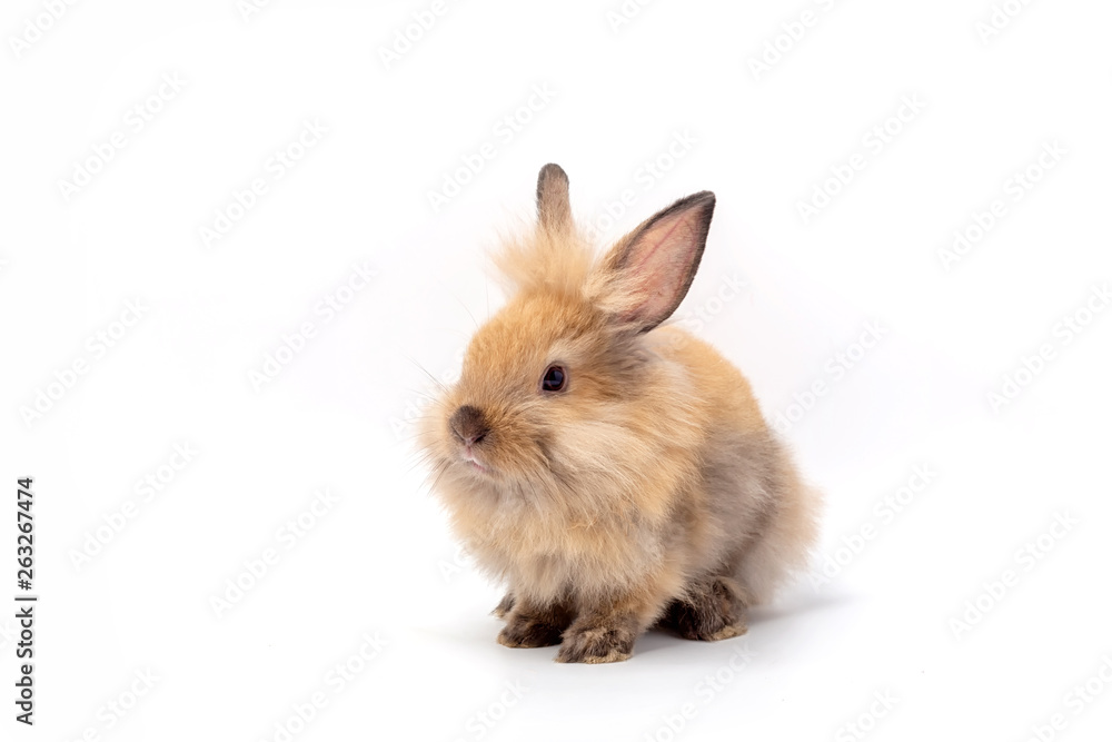 Happy Easter Day. Brown rabbit on white background. Cute Brown baby bunny on white background. Happy Easter Day. Brown rabbit on white background. Cute Brown baby bunny on white background.