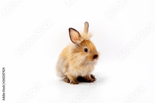 Happy Easter Day. Brown rabbit on white background. Cute Brown baby bunny on white background.