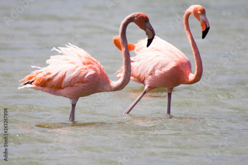 group of flamingos © Gertjan