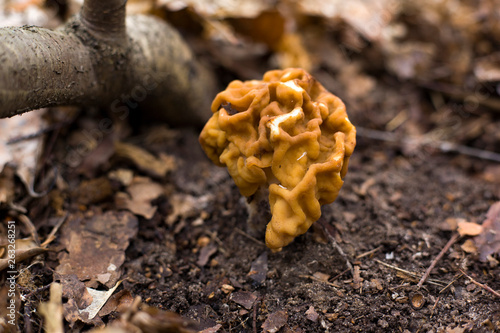 mushroom morel. European forest delicacy Morchella esculenta