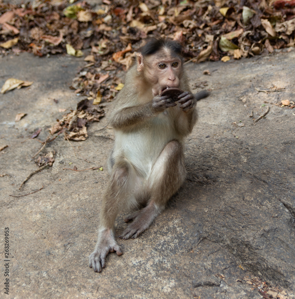 Fototapeta premium Indian Macaque Monkey eating cream cookies in the wild. Bhagwan Mahavir Reserve