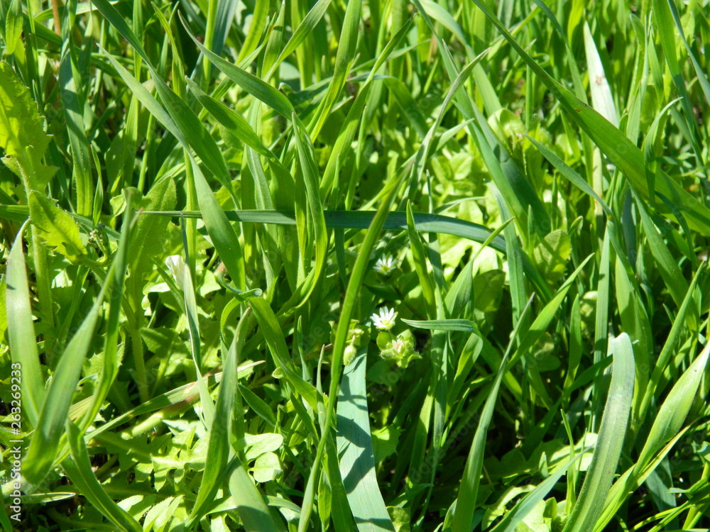 Obraz premium green grass