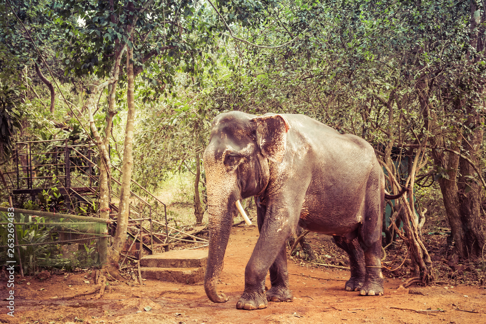 Fototapeta premium Indian elephant with tusks cut off