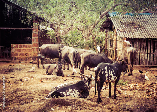 Wallpaper Mural Indian Pets: Buffaloes, Birds, Dogs Torontodigital.ca