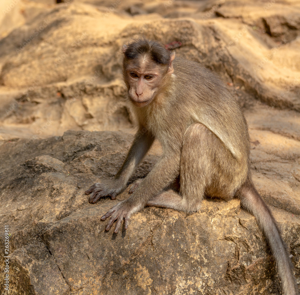 Fototapeta premium Indian Macaque Monkey in the wild. Bhagwan Mahavir Reserve