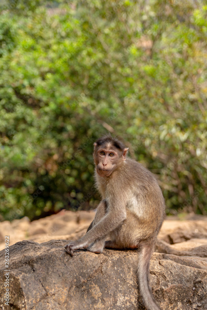 Indian Macaque Monkey in the wild. Bhagwan Mahavir Reserve Indian Macaque Monkey in the wild. Bhagwan Mahavir Reserve