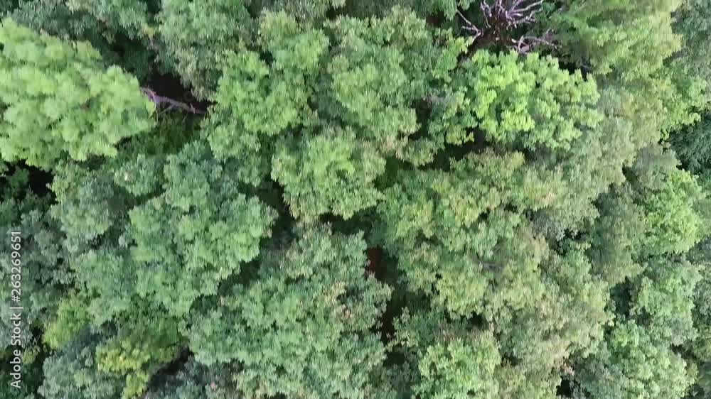 Top view of tree tops in oak forest Top view of tree tops in oak forest