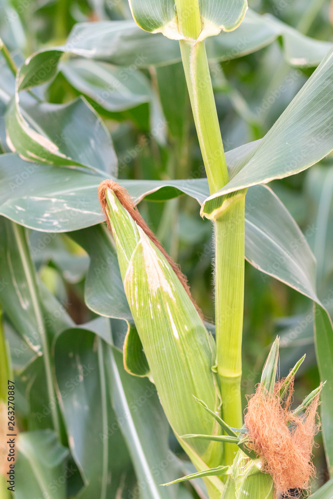 close up of fresh corn in the garden close up of fresh corn in the garden
