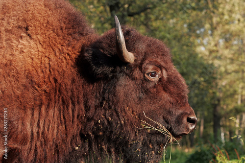 The European Bison (Bison bonasus) a wild wood ox is grazing on the sunset. Prioksko-Terrasny nature reserve.
