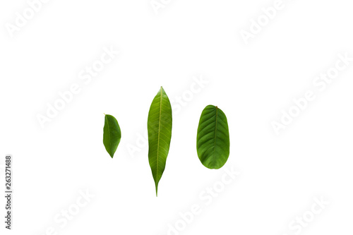 A lot of tropical green leaves on white background. Mango and star gooseberry leaves isolated.