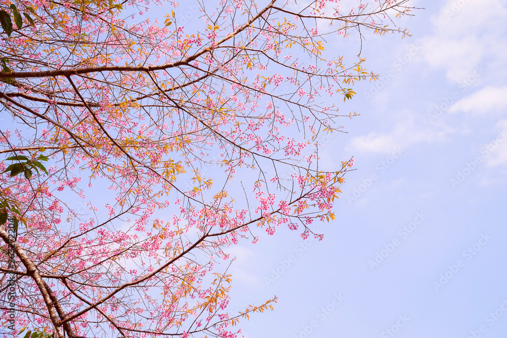 Beautiful cherry blossom Sakura in Thailand, Cherry blossoms or Sakura flower in Thailand, Beautiful Pink Sakura Flower Blooming, Abstract background with flowers, branches of a tree. Beautiful cherry blossom Sakura in Thailand, Cherry blossoms or Sakura flower in Thailand, Beautiful Pink Sakura Flower Blooming, Abstract background with flowers, branches of a tree.