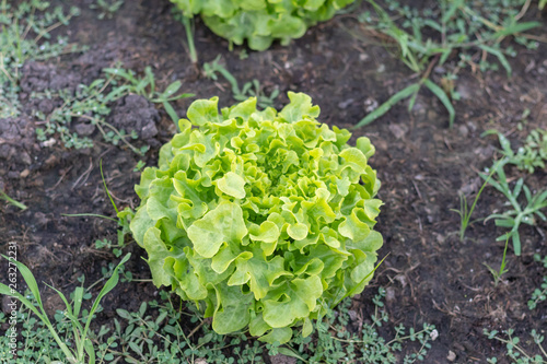 close up of fresh green oak lettuce on the ground