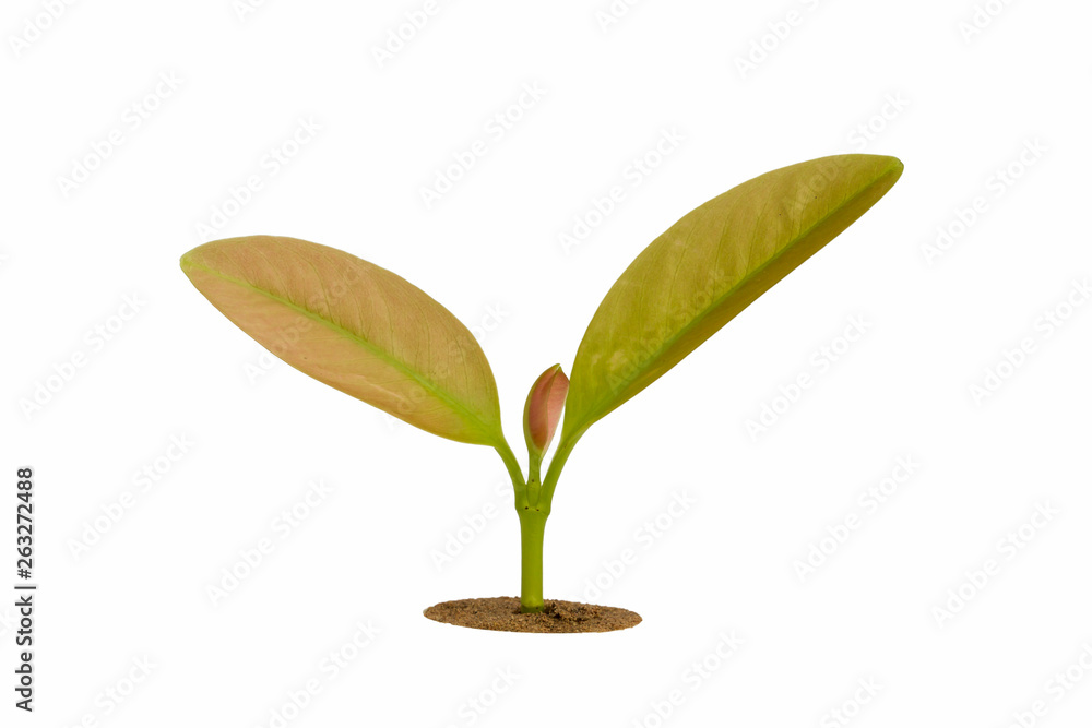young plants growth concept of professional investment , isolated on white background with clipping path.