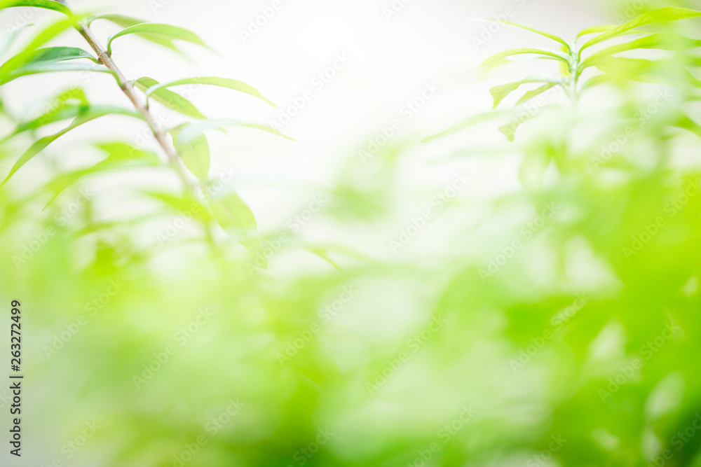 selective focus to nature view of green leaf on blurred greenery background selective focus to nature view of green leaf on blurred greenery background