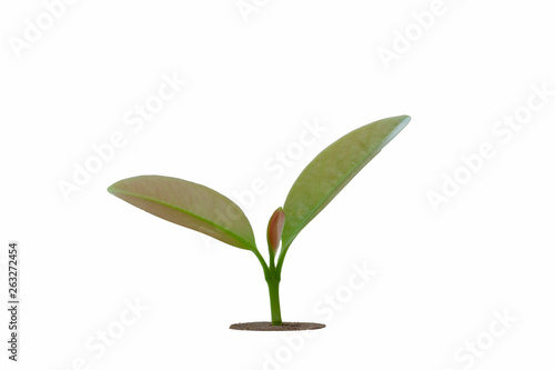 young plants growth concept of professional investment   isolated on white background with clipping path.