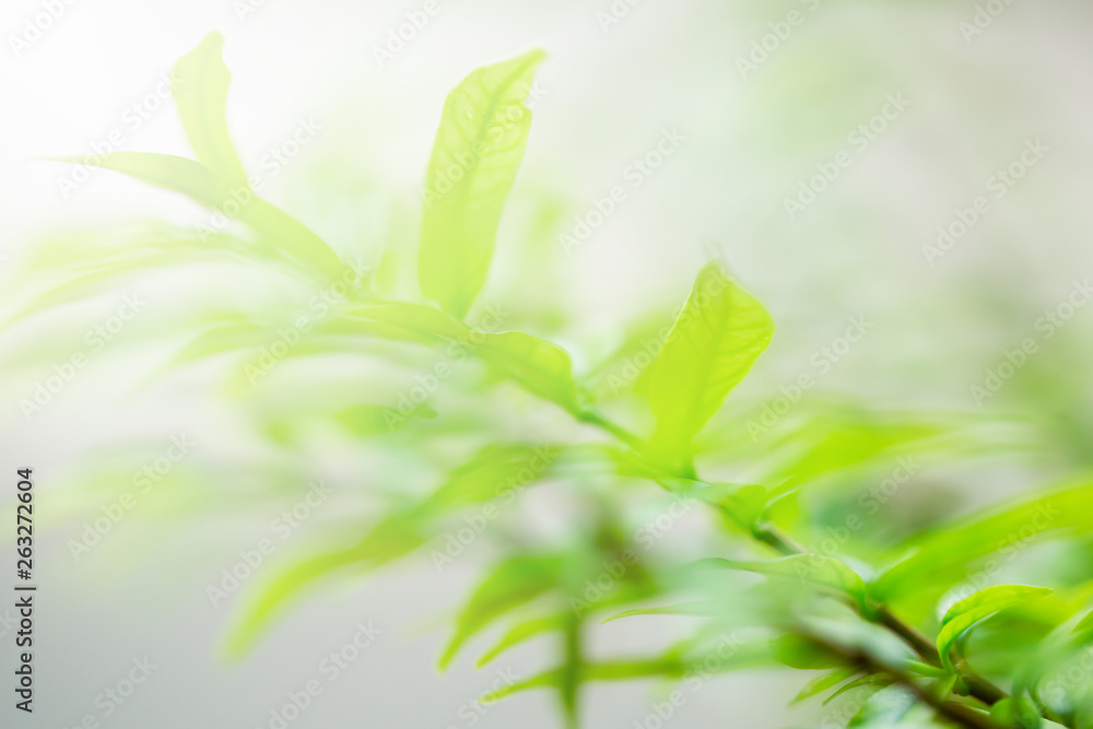 selective focus to nature view of green leaf on blurred greenery background