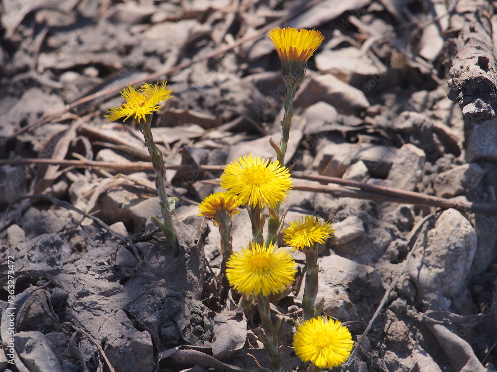 Foalfoot flowers in bloom. The first spring flowers. Foalfoot flowers in bloom. The first spring flowers.