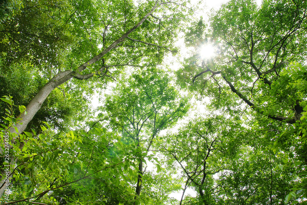 Obraz premium 木洩れ陽