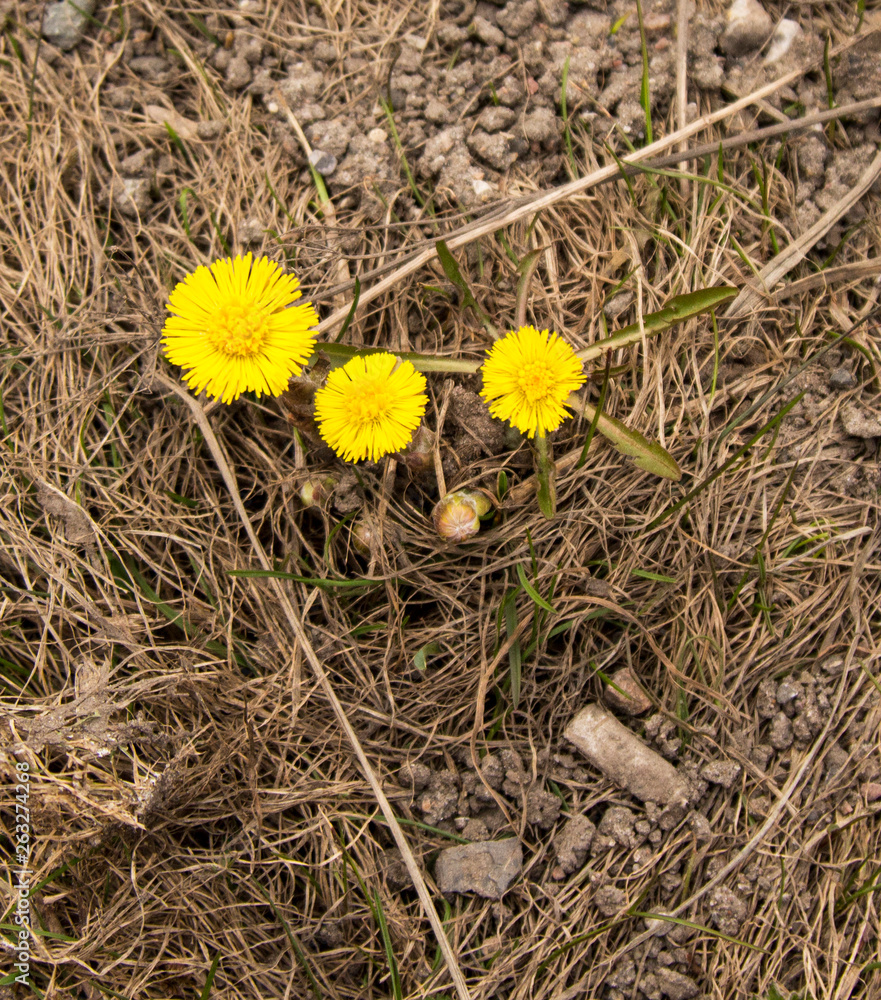 The first spring flowers. Spring in the city has already come. The first spring flowers. Spring in the city has already come.
