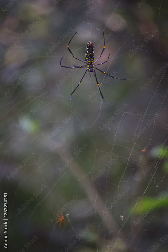 black wild dangers spider on a web black wild dangers spider on a web