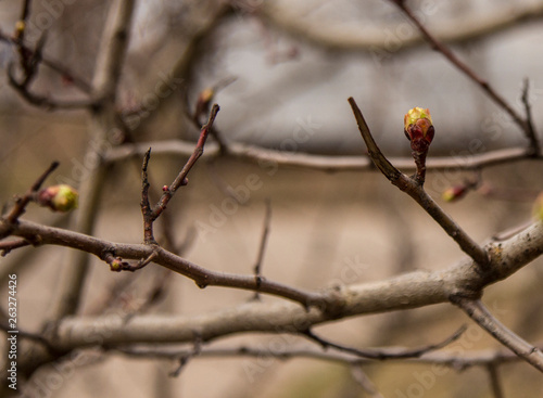the buds on the tree will soon turn into leaves. Spring has already come