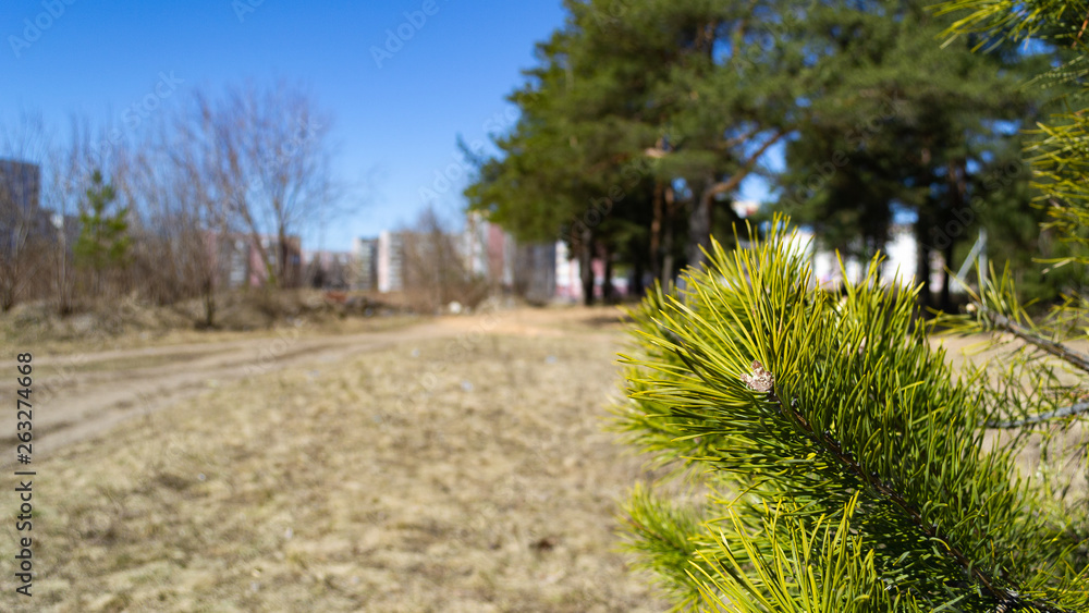 Obraz premium pine tree park