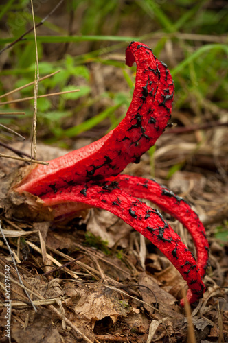 Clathrus archeri beautiful yet interesting and rare mushroom