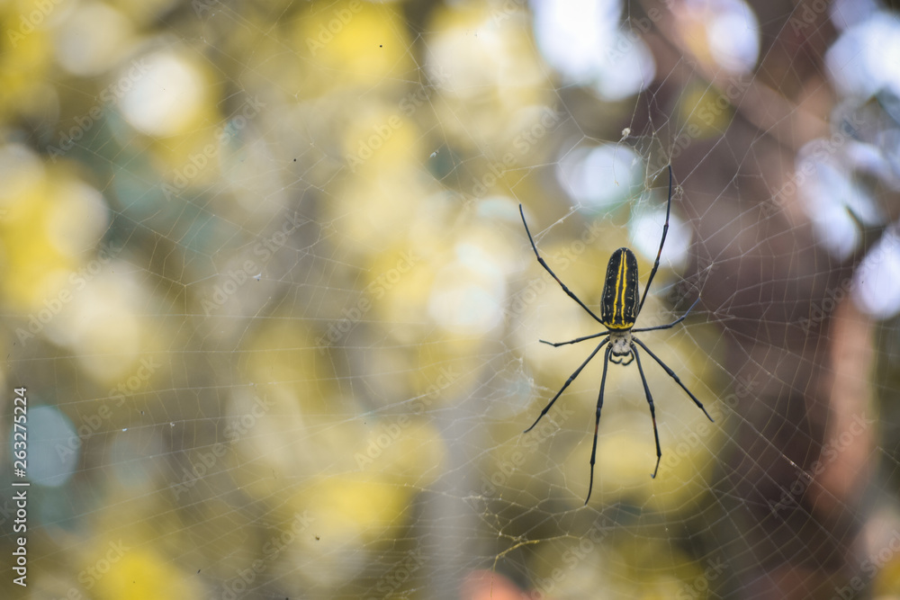 spider on a web