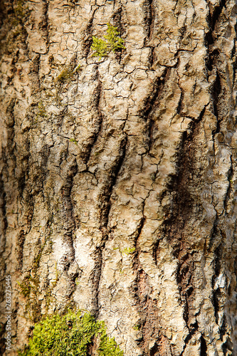 Fototapeta Naklejka Na Ścianę i Meble -  The bark of the forest tree is covered with green moss with a textured surface