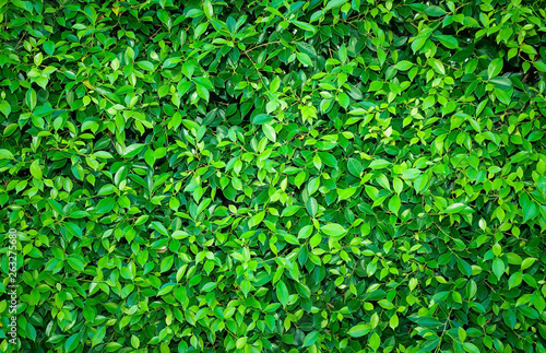 Green Leaves background  Green plant background with copy space.