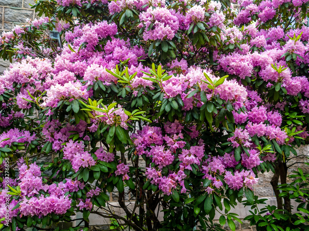 pink rhododendron bush in full bloom in the spring pink rhododendron bush in full bloom in the spring