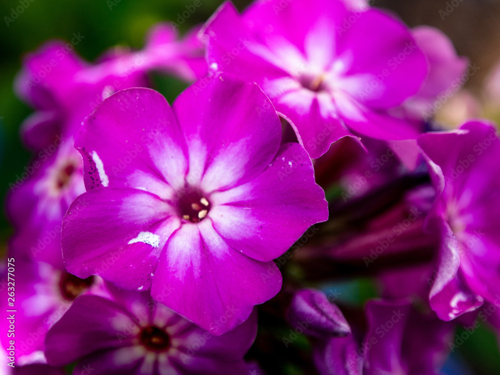 close view of little purple pink flowers in the garden in the spring close view of little purple pink flowers in the garden in the spring