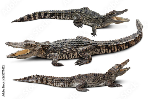 Group of wildlife crocodile isolated on white background with clipping path