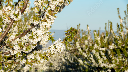 Blooming fruit trees in the spring time lit by the morning sun