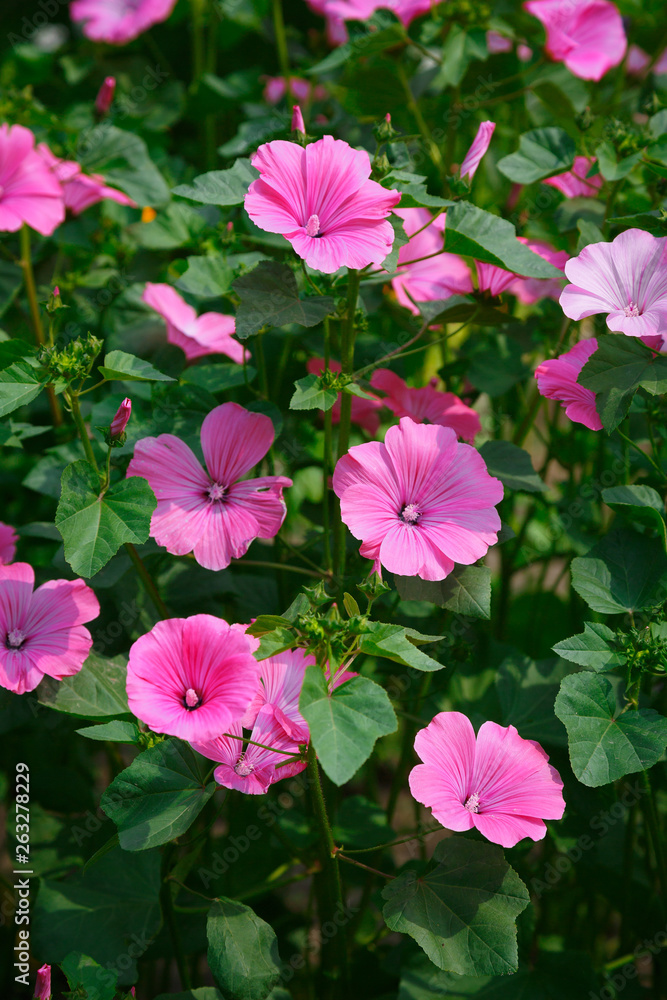 Pink lavatera in the garden Pink lavatera in the garden