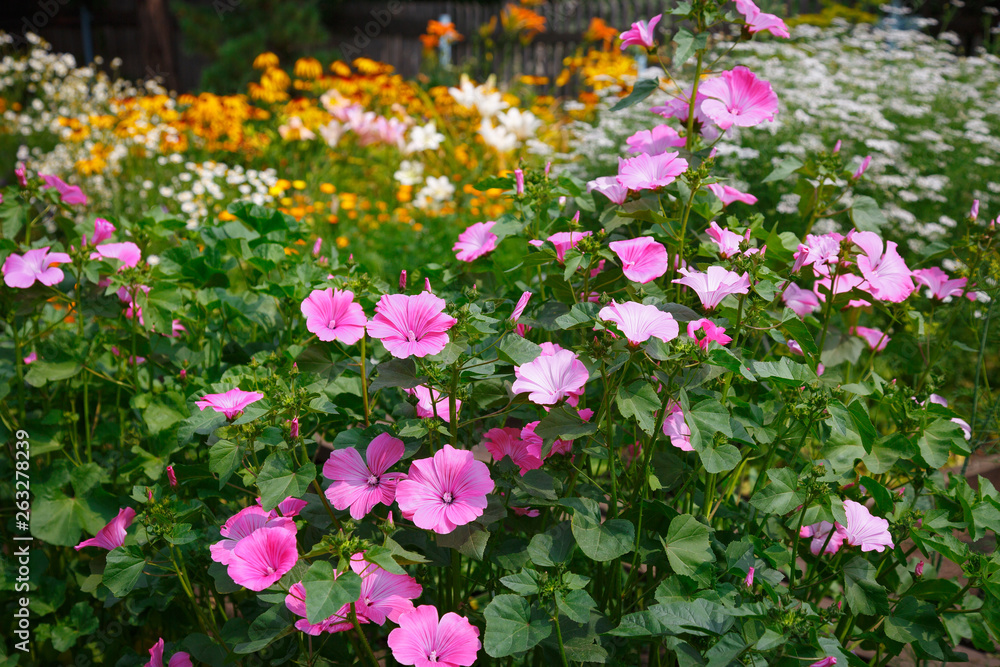 Pink lavatera in the garden Pink lavatera in the garden
