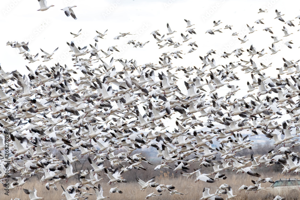 White and Black Snow Geese take flight in the light of evening