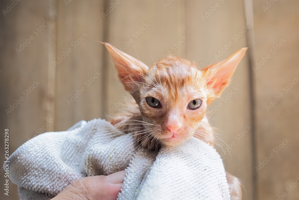 a cute wet small kitten orange color in hand with white cloth after take a bath.