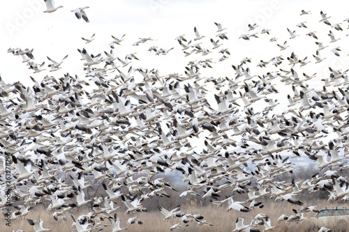 Canvas Print White and Black Snow Geese take flight in the light of evening