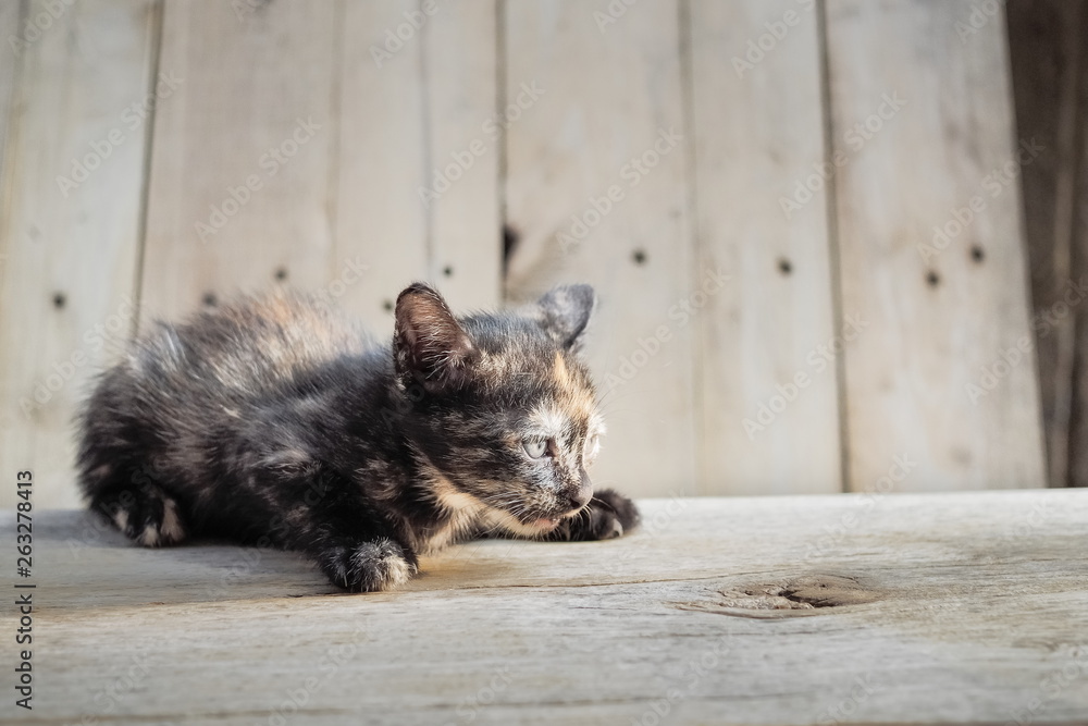 a cute small kitten age 30 days resting on wood texture background.