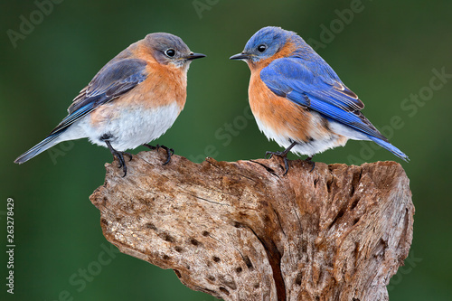 A Bluebird Pair