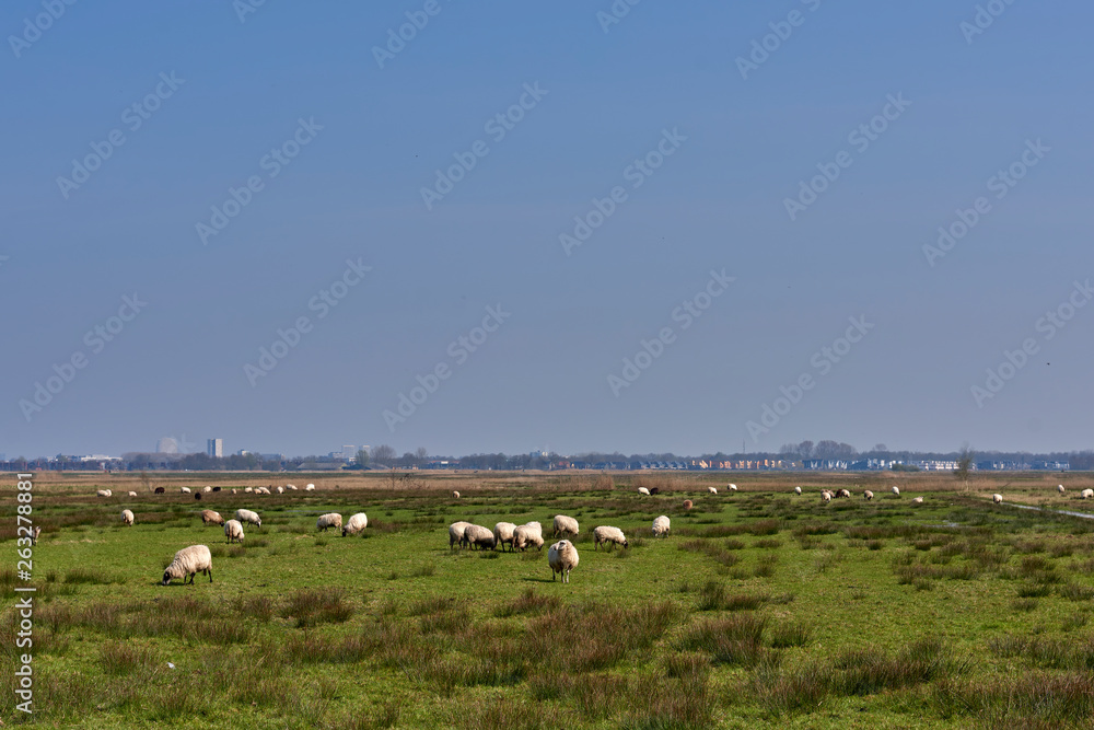 Fototapeta premium Sheep in the field, Groningen - Netherlands