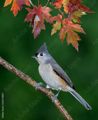 Tufted Titmouse under colorful fall leaves